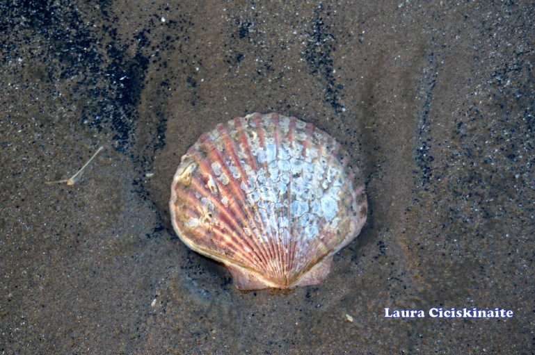 shell