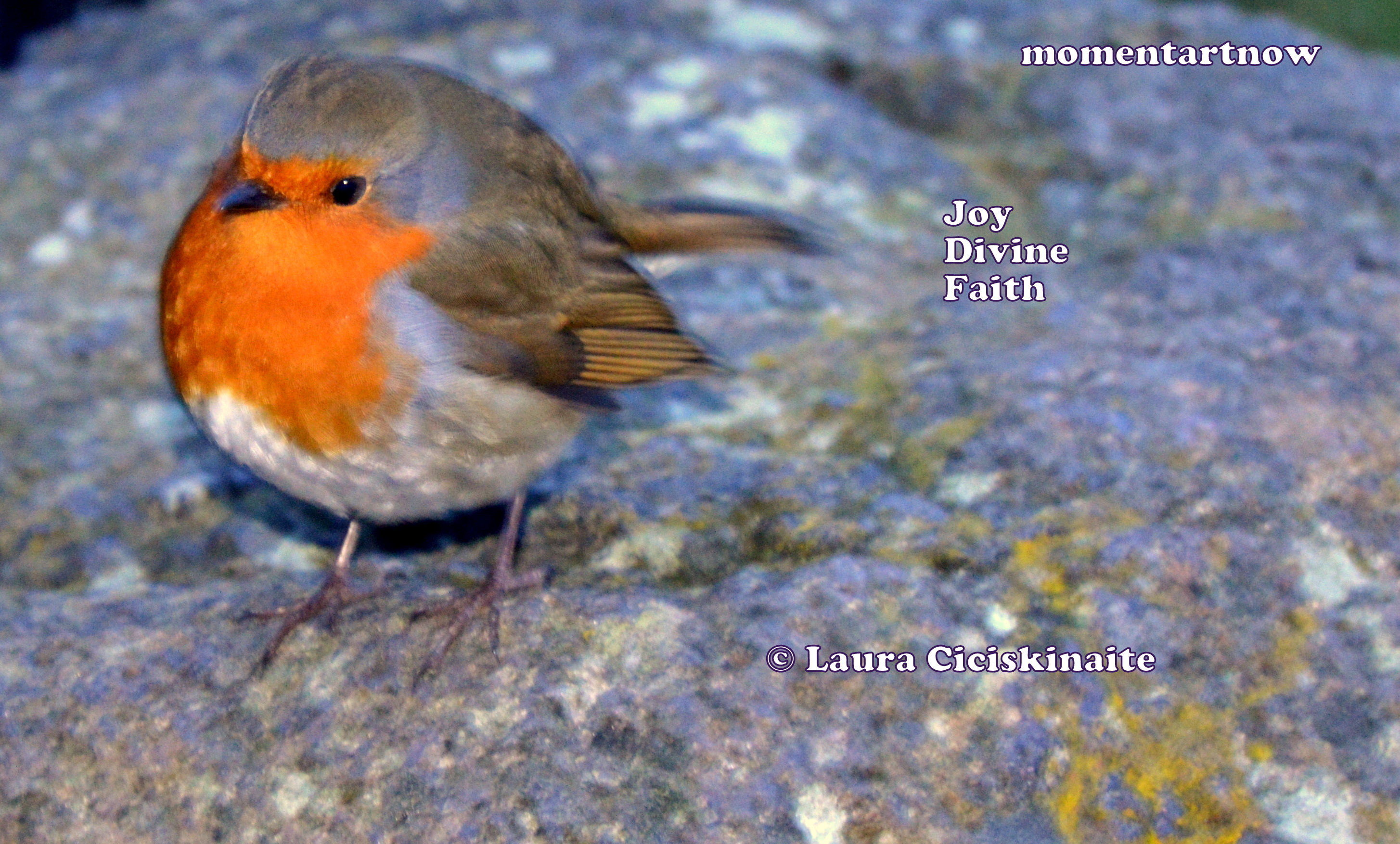 Joy Divine Faith Bird