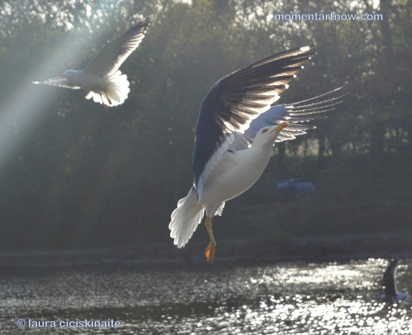 Chasing Divinity Seagul