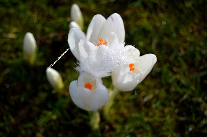white flowers feather